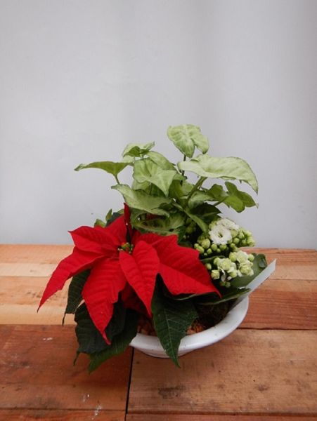 TERRINE TRADITION n°01