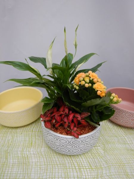 TERRINE TRADITION n°02