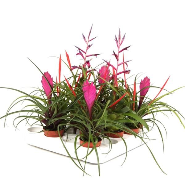 TILLANDSIA CYANEA MIX