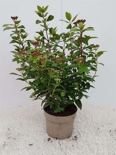 VIBURNUM TINUS