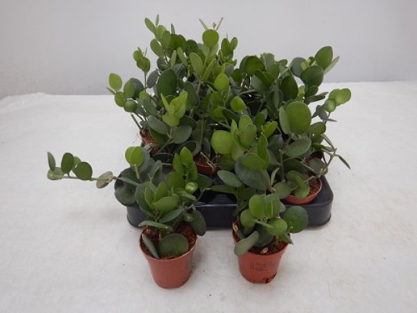 XEROSICYOS DANGUYI