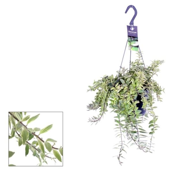 AESCHINANTHUS BOLERO