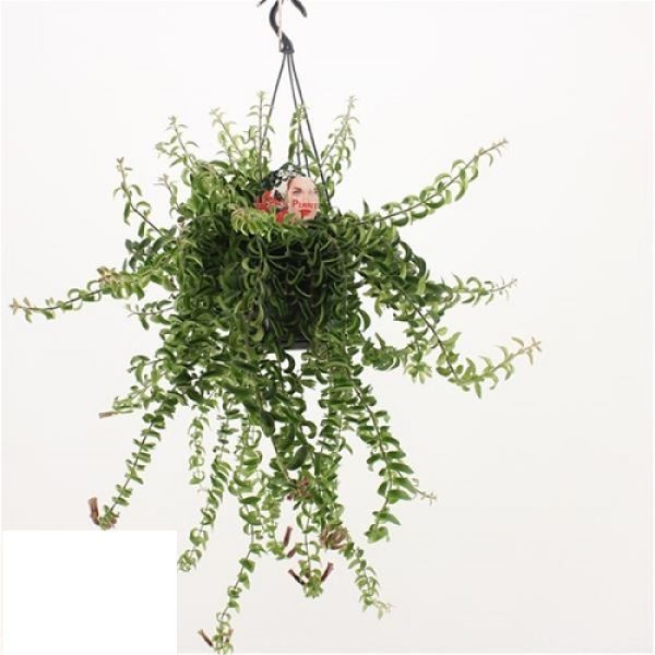 AESCHINANTHUS TWISTER