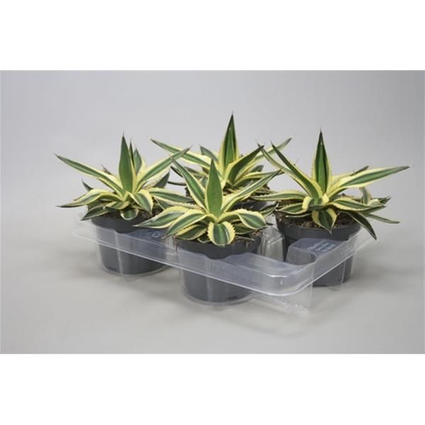 AGAVE LOPHANTHA QUADRICOLOR