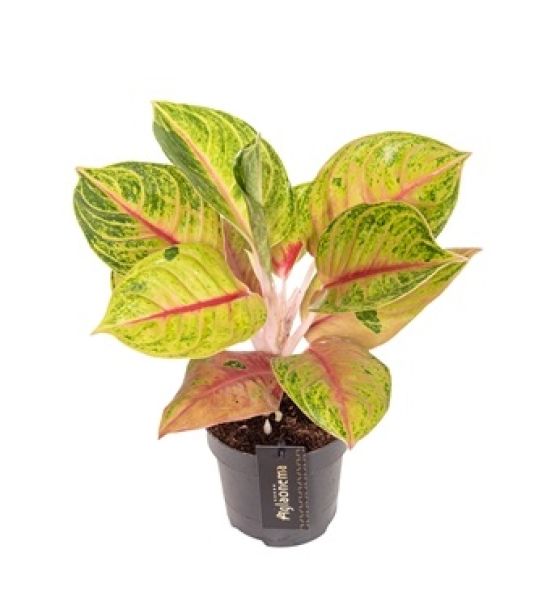 AGLAONEMA IGUANA RED-S