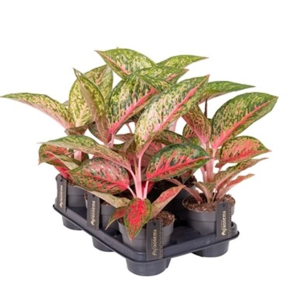 AGLAONEMA LYCHEE RED-S