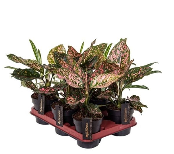 AGLAONEMA PINK LEOPARD-S