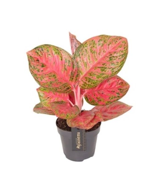 AGLAONEMA RED BALOON-S