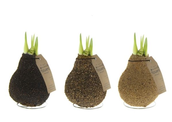 HIPPEASTRUM WAX NATURAL CORKZ