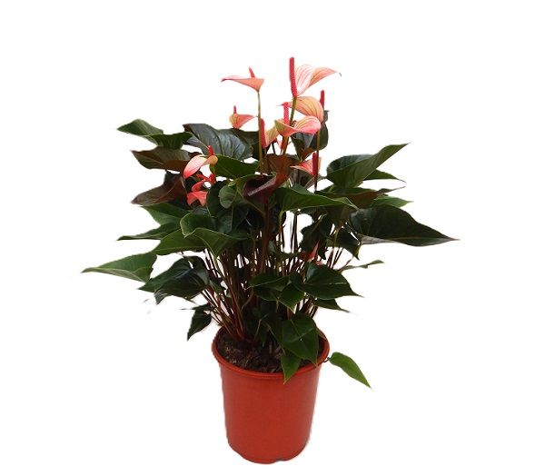 ANTHURIUM AMALIA HOTLIPS