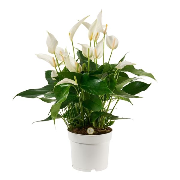 ANTHURIUM BANDEROLA CAVA