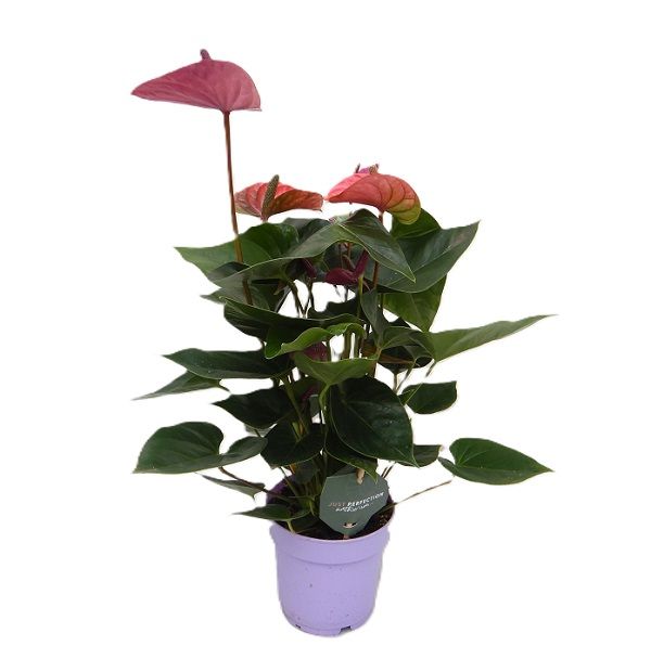 ANTHURIUM CAVALLI JUST PERFECTION