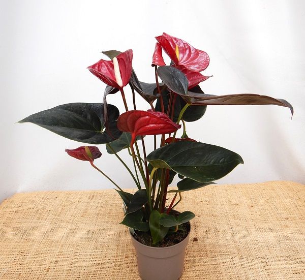 ANTHURIUM DELICATA JUST PERFECTION