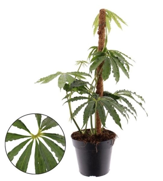 ANTHURIUM POLYSCHITUM - S