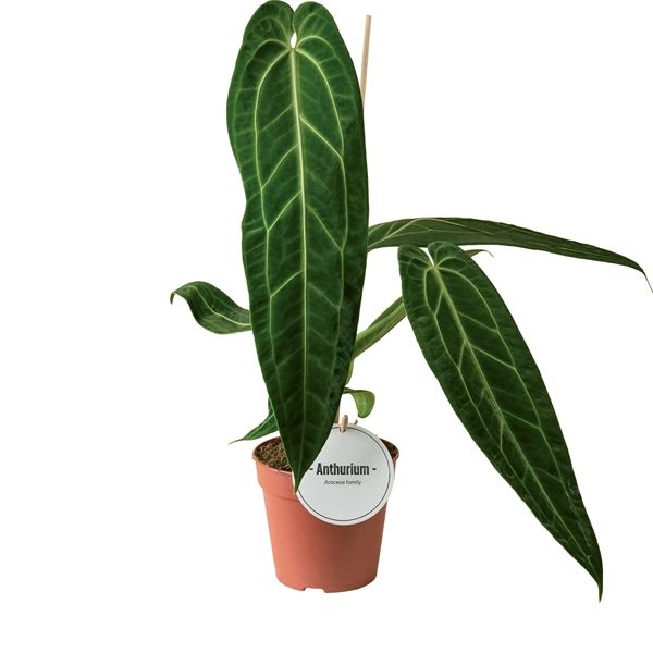 ANTHURIUM WAROCQUEANUM-S