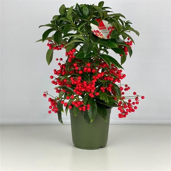 ARDISIA CRENATA