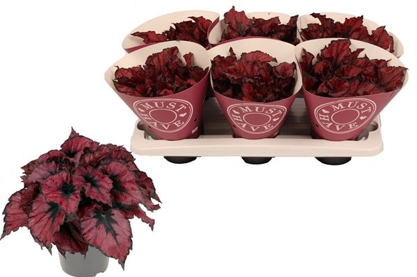 BEGONIA REX KOHALA RED