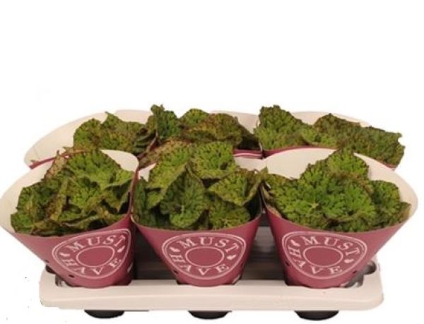 BEGONIA REX LIME FEVER