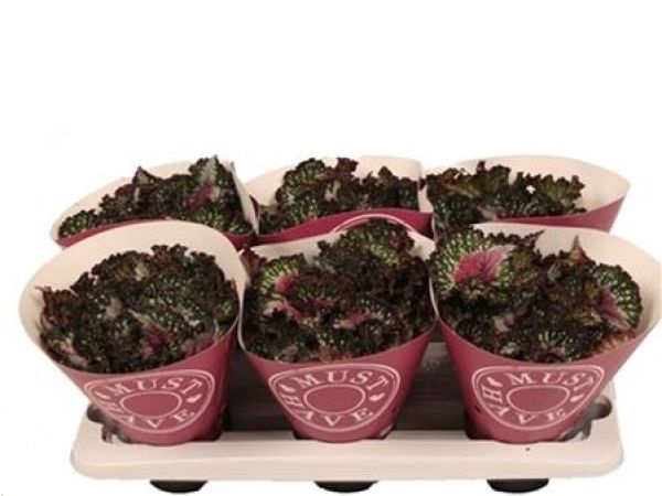 BEGONIA REX PURPLE BLUSH