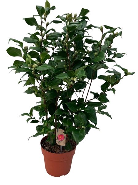 CAMELLIA JAPONICA