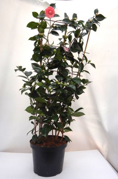 CAMELLIA JAPONICA ESPALIER