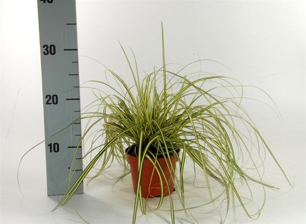 CAREX HACHIJOENSIS EVERGOLD