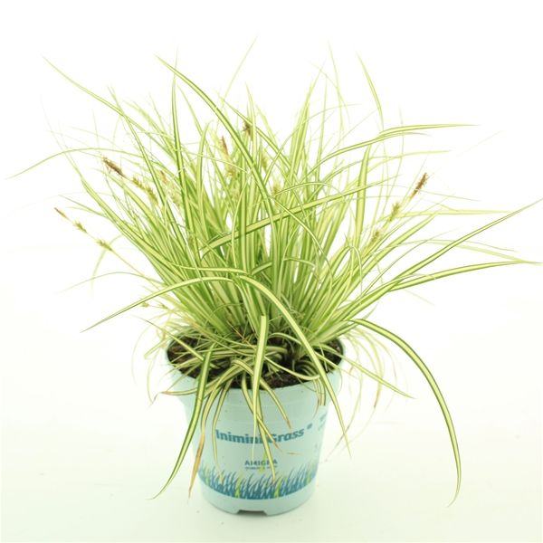 CAREX OSHIMENSIS EVEREST