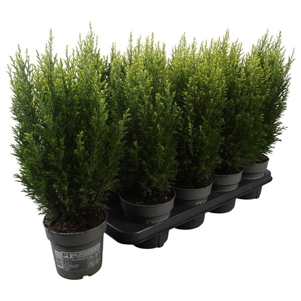 CHAMAECYPARIS SNOW WHITE