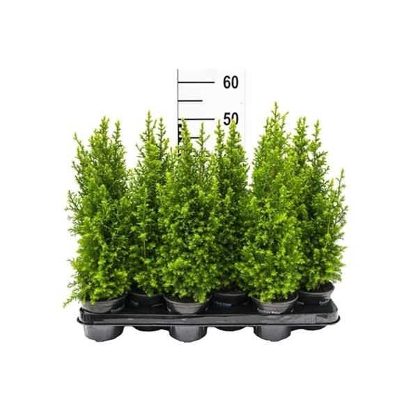 CHAMAECYPARIS THYOÏDES