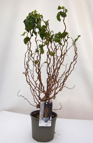 CORYLUS AVELLANA SCOOTER