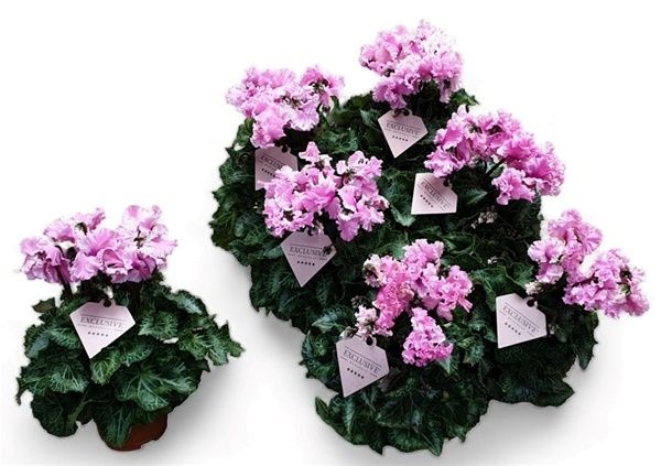 CYCLAMEN PERS. MERENGUE