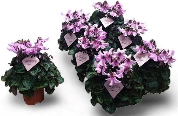 CYCLAMEN PERS. PETTICOAT