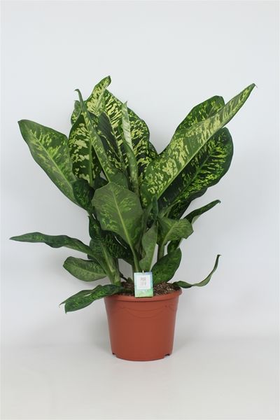 DIEFFENBACHIA SEGUINE CROWN