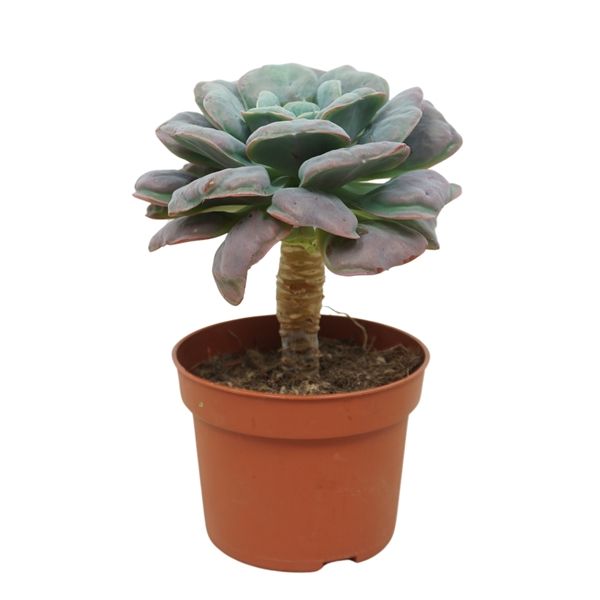 ECHEVERIA BLUE HEART TIGE