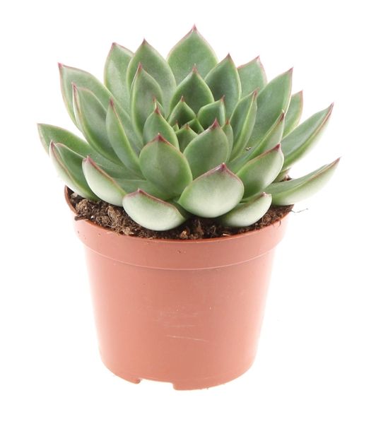 ECHEVERIA RED POINT