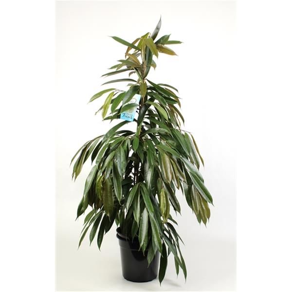 FICUS AMSTEL KING