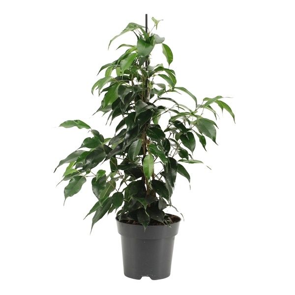 FICUS BENJAMINA DANIELLE