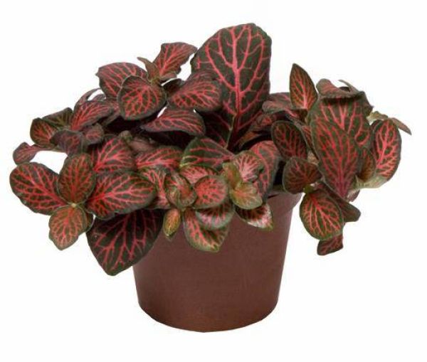 FITTONIA VERSCHAFFELTII RED