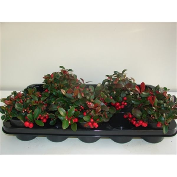 GAULTHERIA PROCUBENS