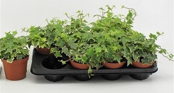 HEDERA HELIX GOLDCHILD