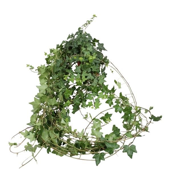 HEDERA HELIX SHAMROCK