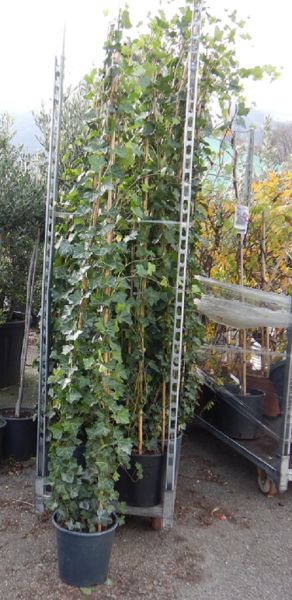 HEDERA HIBERNICA PYR.