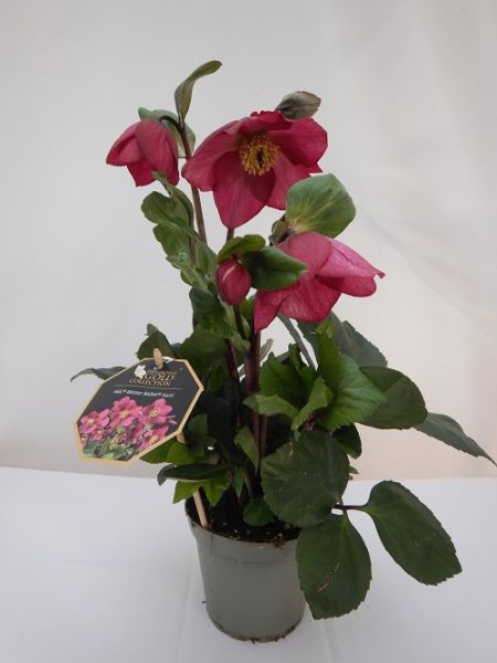 HELLEBORUS HGC WINTERB. FRILLY RUBY