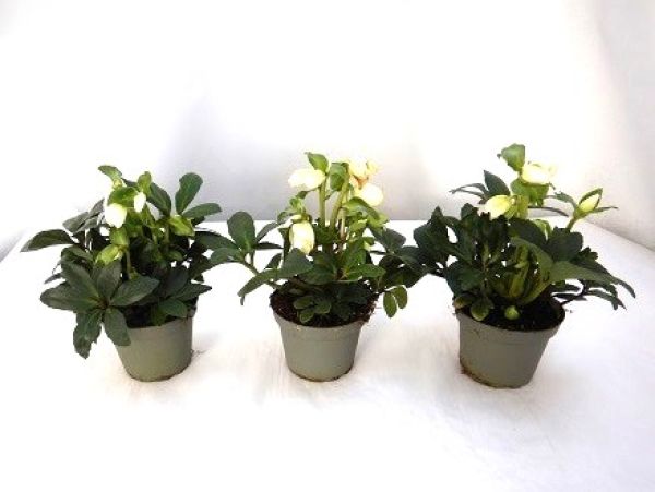 HELLEBORUS HGC WINTERGOLD