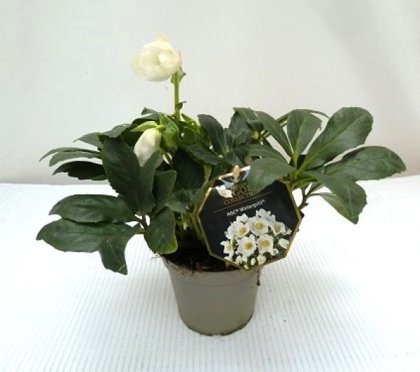 HELLEBORUS HGC WINTERGOLD