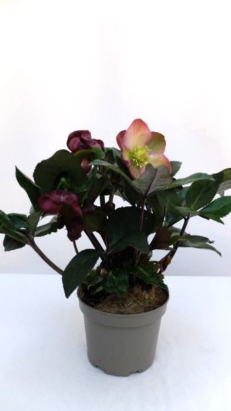 HELLEBORUS INR PINK PROMISE