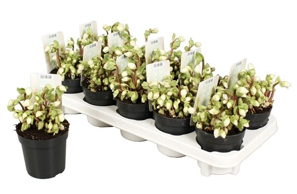 HELLEBORUS V.BEAUTY XL