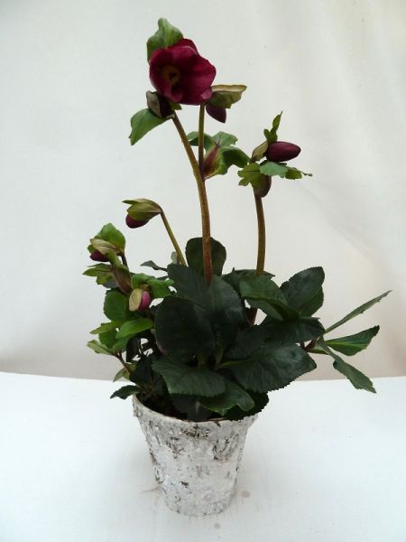 HELLEBORUS WINT. BALLET BOULEAU