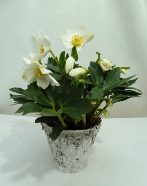 HELLEBORUS WINTERGOLD BOULEAU