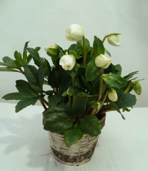 HELLEBORUS WINTERGOLD BOULEAU